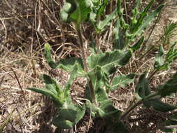 Asclepias crispa Berg.的圖片