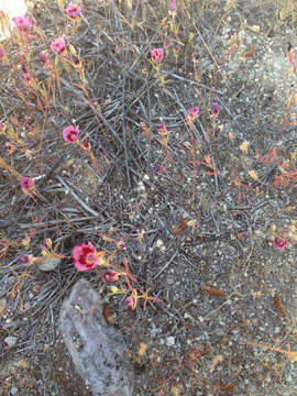 Слика од Clarkia speciosa H. & M. Lewis