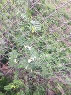 Image of large yellow vetch