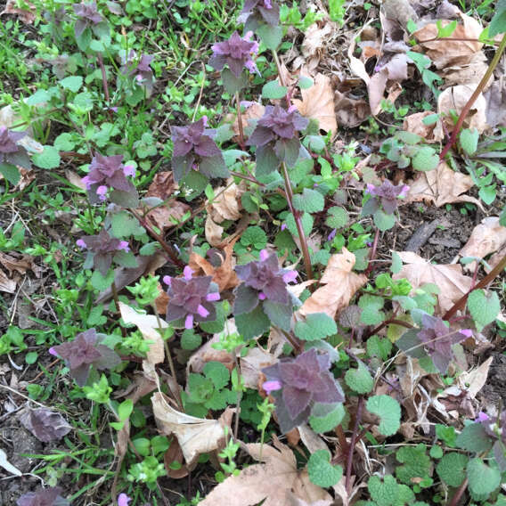 Image of purple archangel