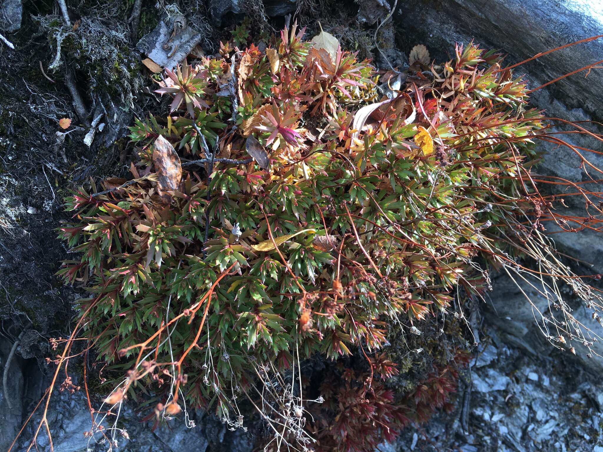 Imagem de Saxifraga tricuspidata Rottb.