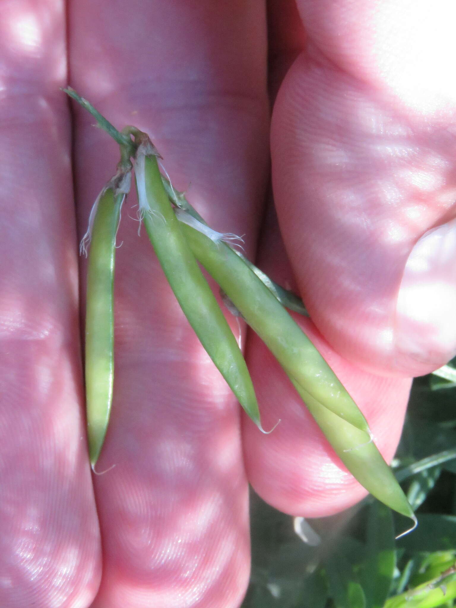 Astragalus miser var. hylophilus (Rydb.) Barneby resmi