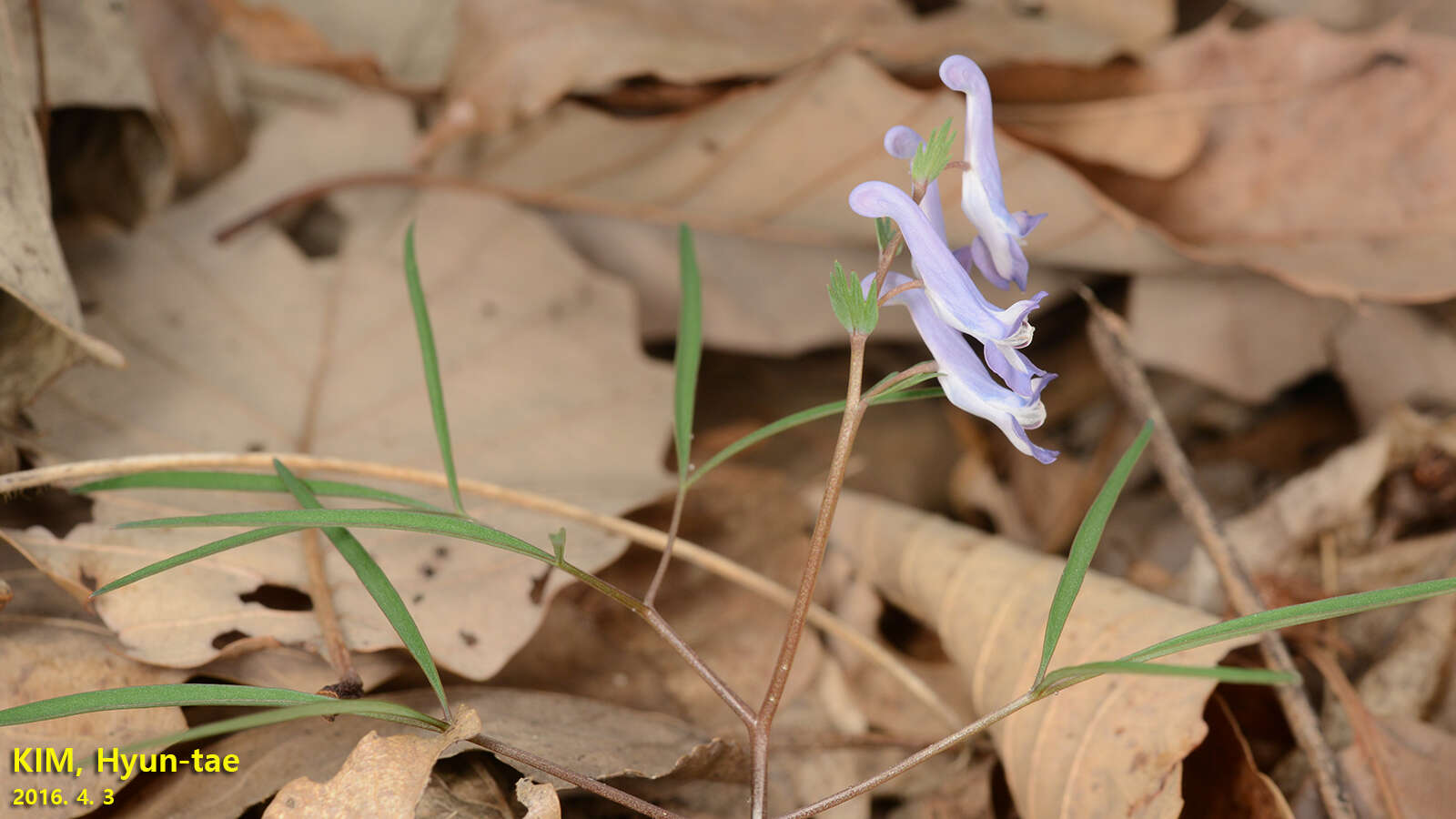 Imagem de Corydalis turtschaninovii Bess.