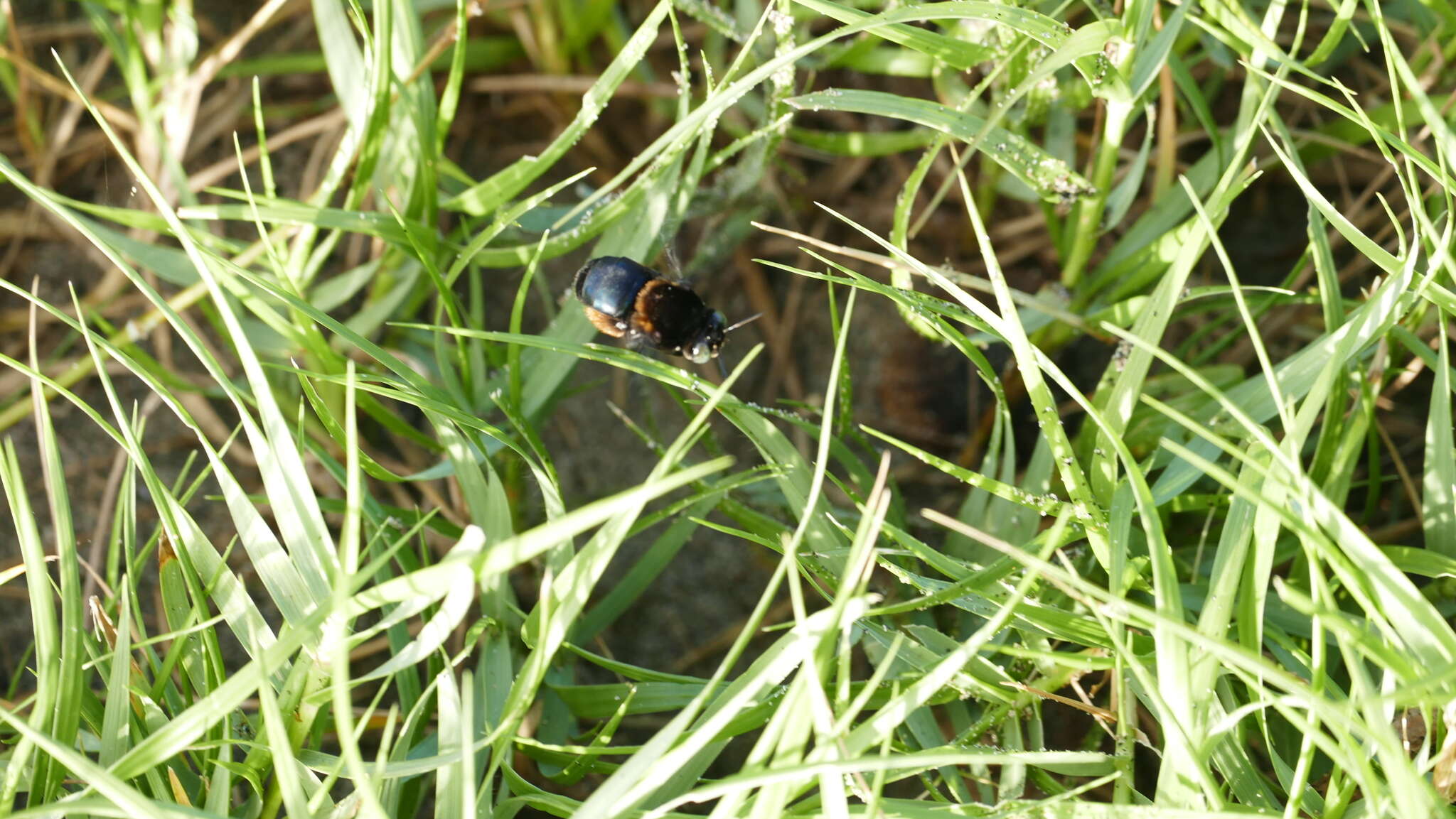 Image of Centris elegans Smith 1874