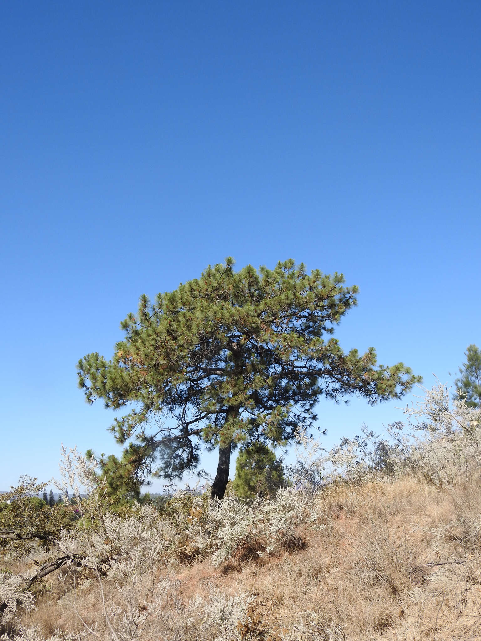 Image de Pinus oocarpa Schiede ex Schltdl.