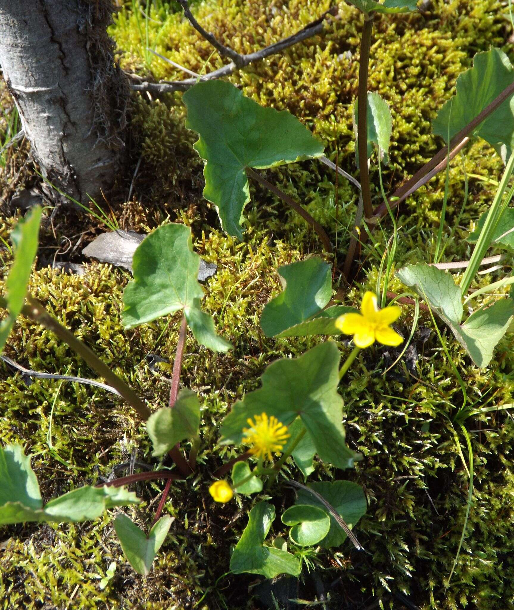 Image de Caltha palustris var. membranacea Turcz.