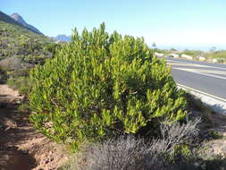 Image de Leucadendron laureolum (Lam.) Fourc.