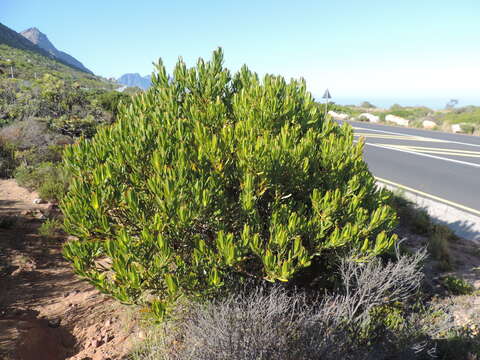 Image of Golden Sunshinebush