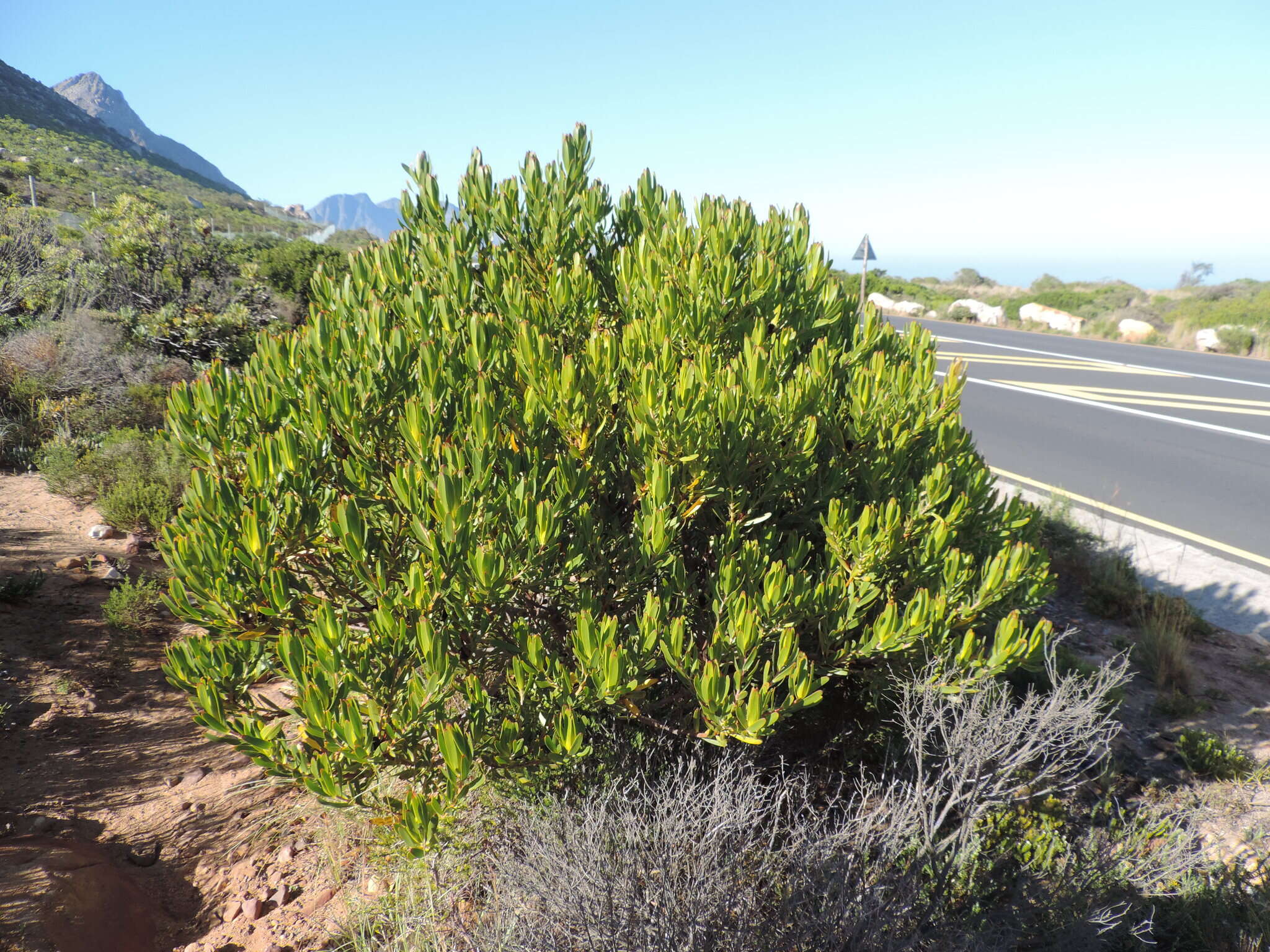 Image de Leucadendron laureolum (Lam.) Fourc.