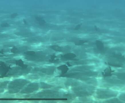 Image of Blue-banded Pualu