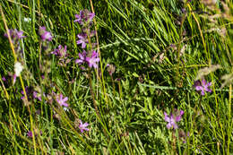 Image of birdfoot checkerbloom