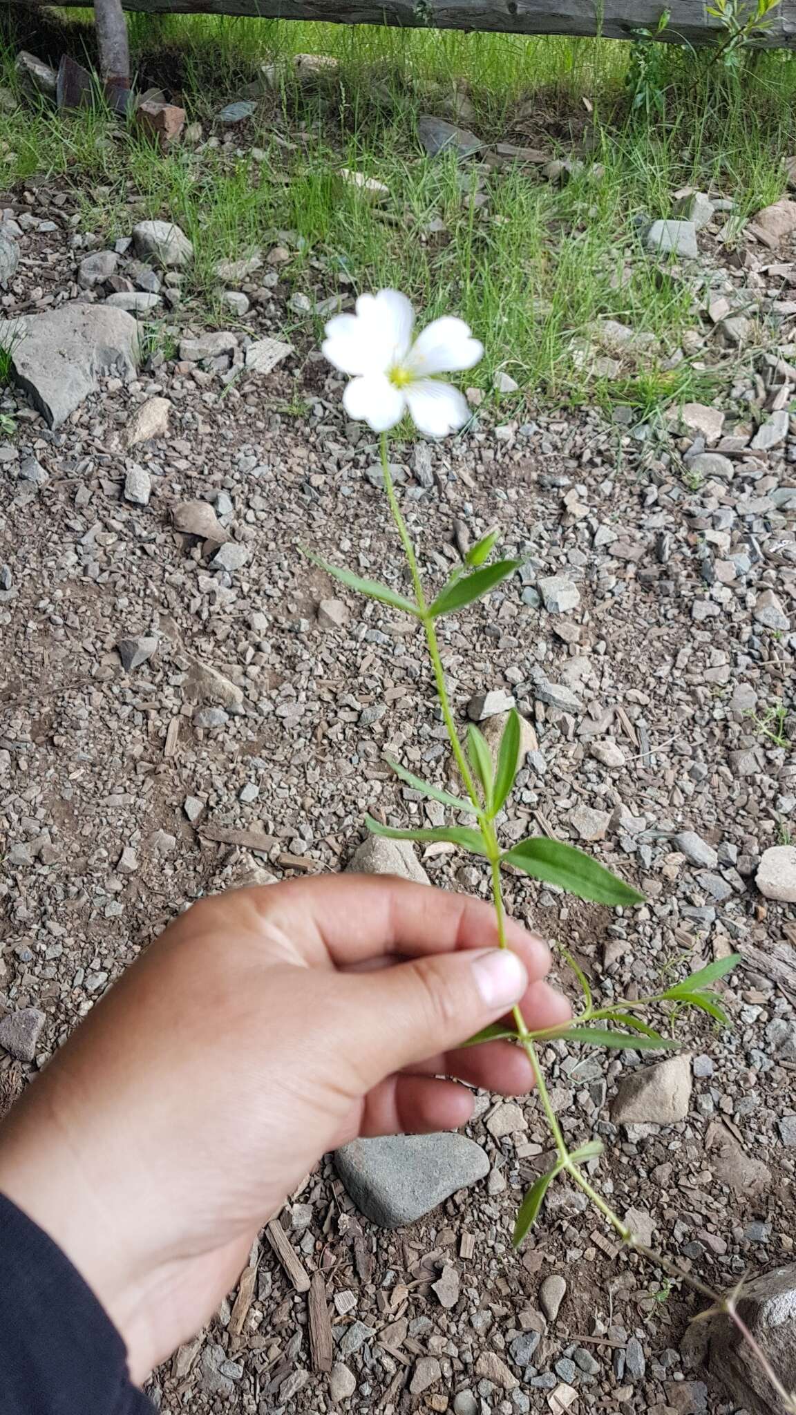 Imagem de Cerastium lithospermifolium Fisch.