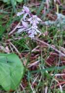 Galearis rotundifolia (Banks ex Pursh) R. M. Bateman resmi