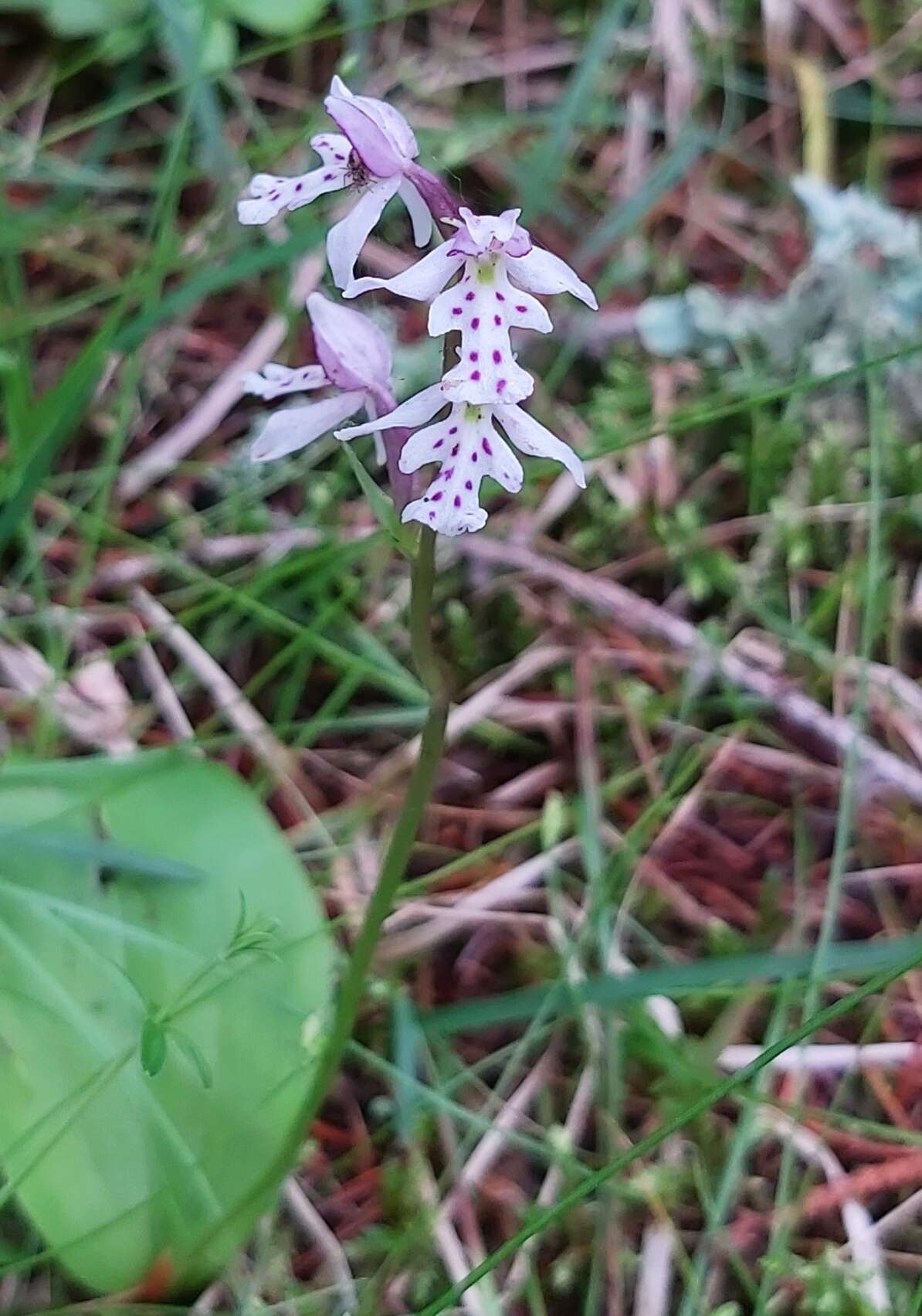 Galearis rotundifolia (Banks ex Pursh) R. M. Bateman resmi