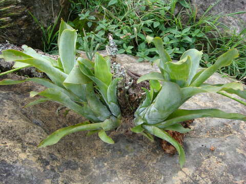 Image de Catopsis sessiliflora (Ruiz & Pav.) Mez