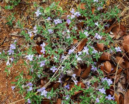 Image of Barleria virgula C. B. Cl.