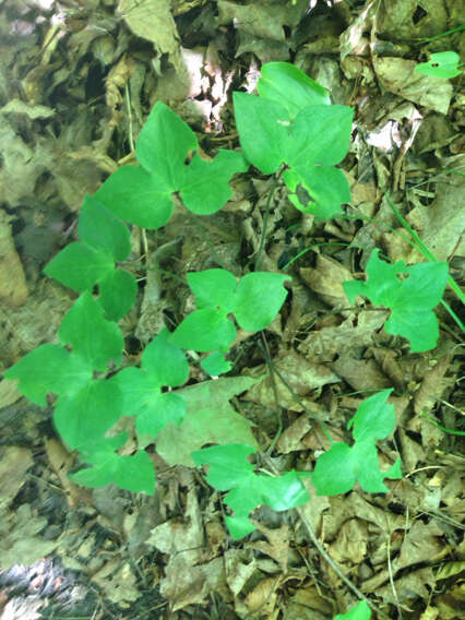 Plancia ëd Hepatica nobilis var. acuta (Pursh) Steyermark