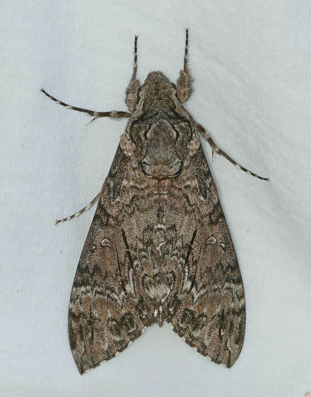 Image of Pink-spotted Hawkmoth