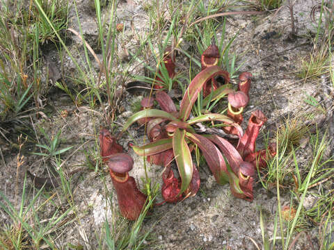 Image of Nepenthes smilesii Hemsl.