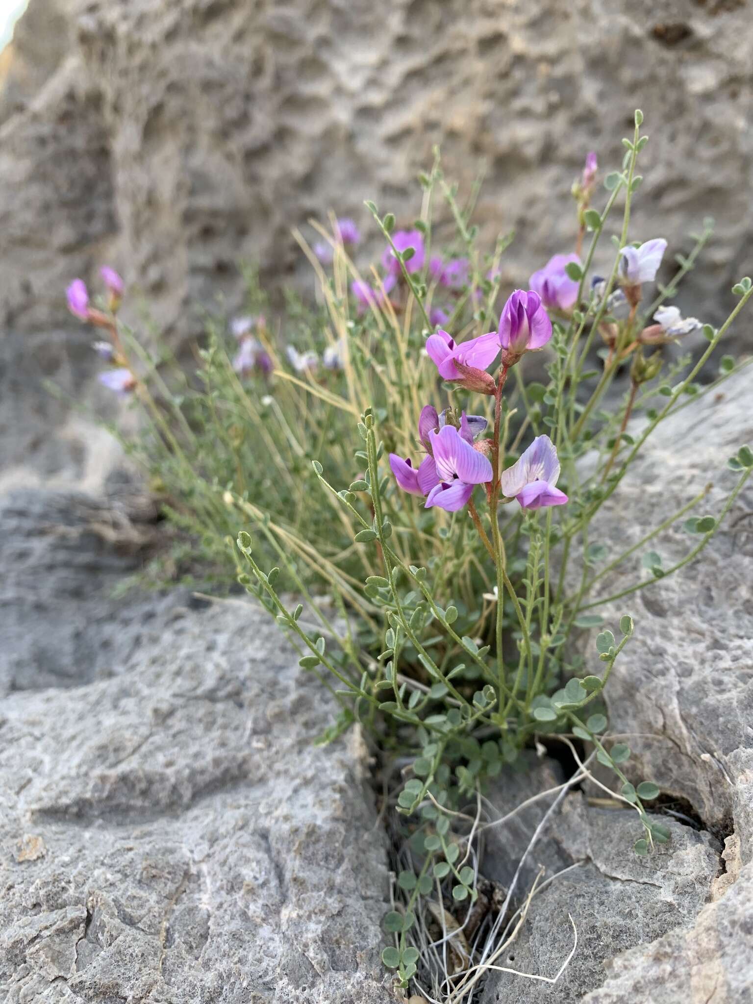 Image of Ackerman's milkvetch