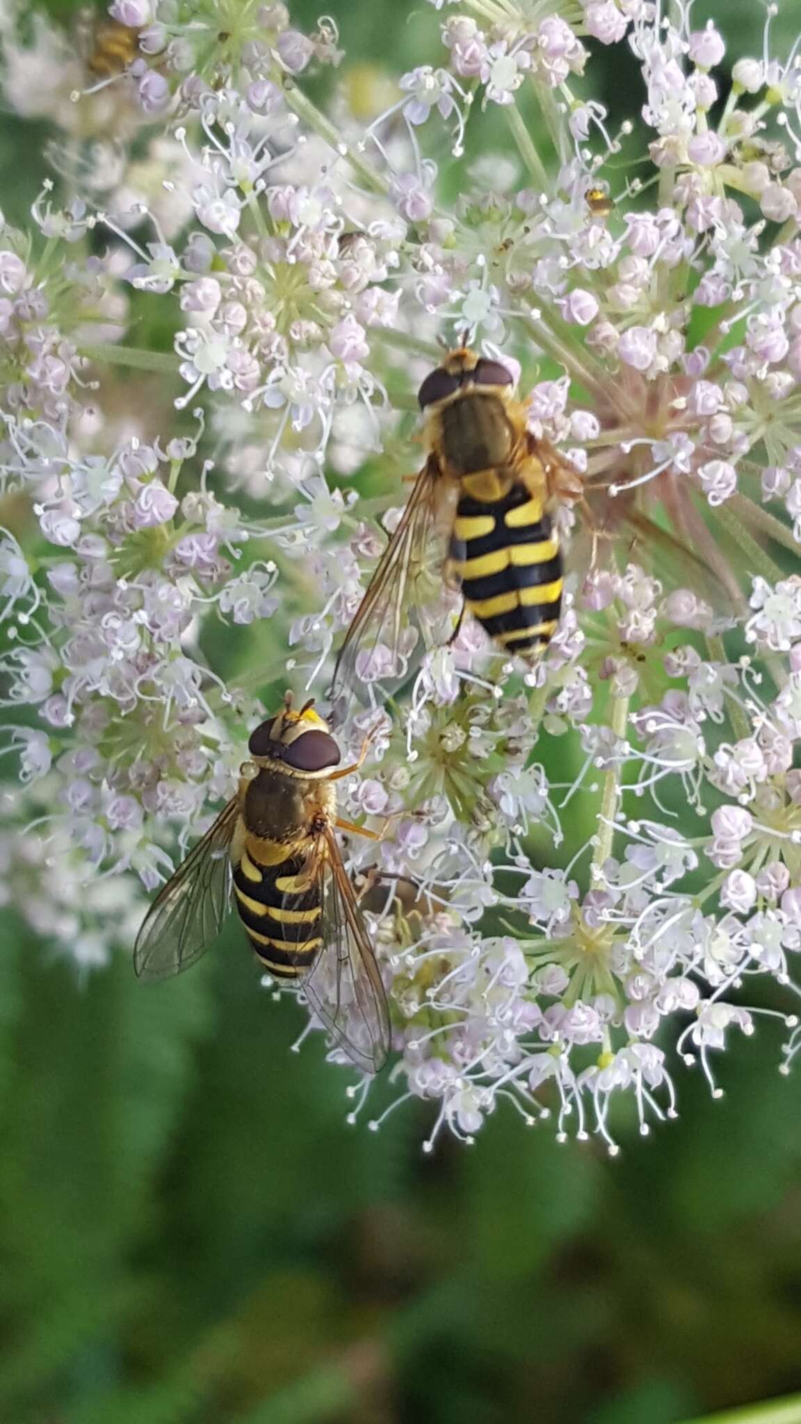 Image de Syrphus ribesii (Linnaeus 1758)