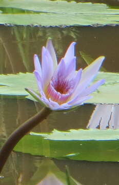 Image of Cape Blue Water-Lily