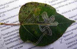 Image of Common Aspen Leaf Miner