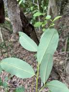 Image de Erythroxylum areolatum L.