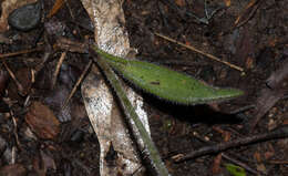 Image of Caladenia behrii Schltdl.