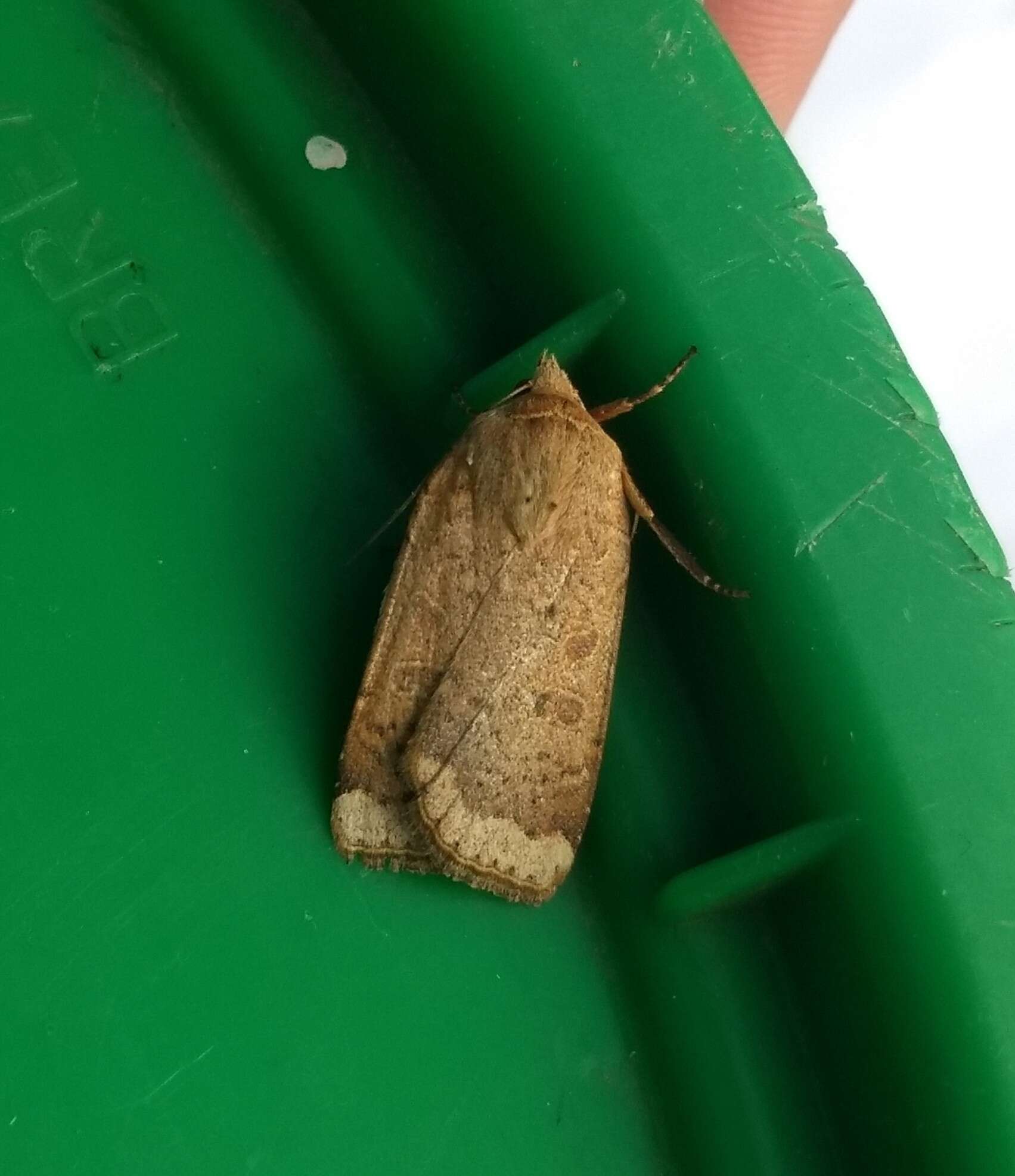 صورة Abagrotis alternata Grote 1864