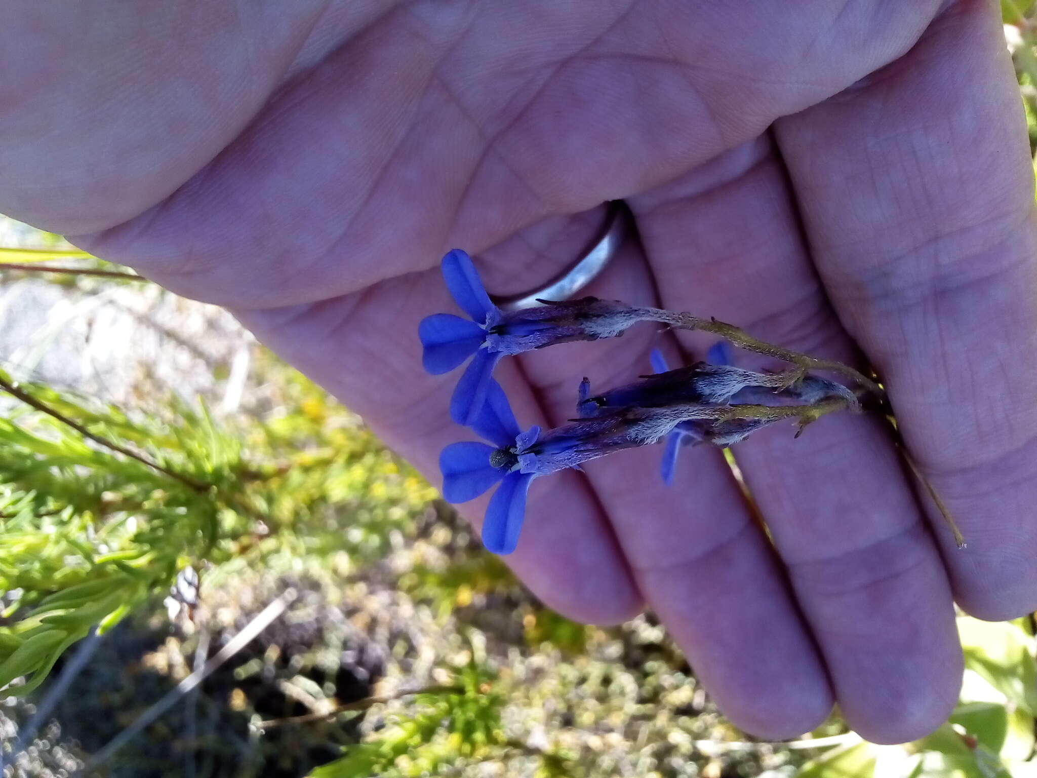 Image of Pine-leaf Lobelia