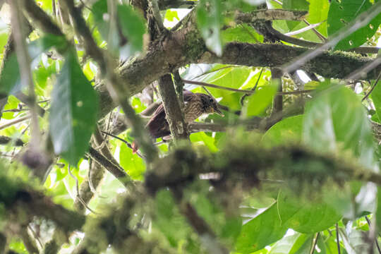 Image of Lineated Foliage-gleaner