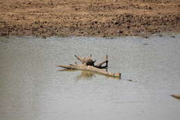 Image of Indian black turtle