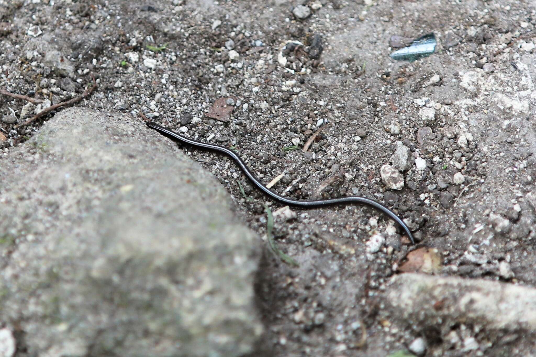 Image of St. Lucia threadsnake