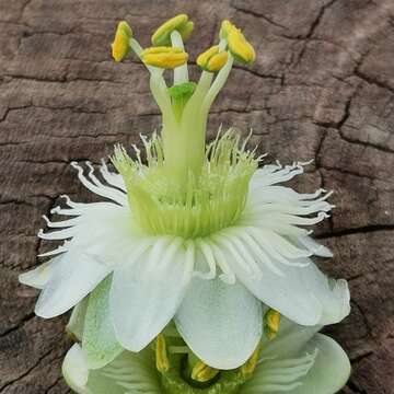 Passiflora siamica Crab的圖片