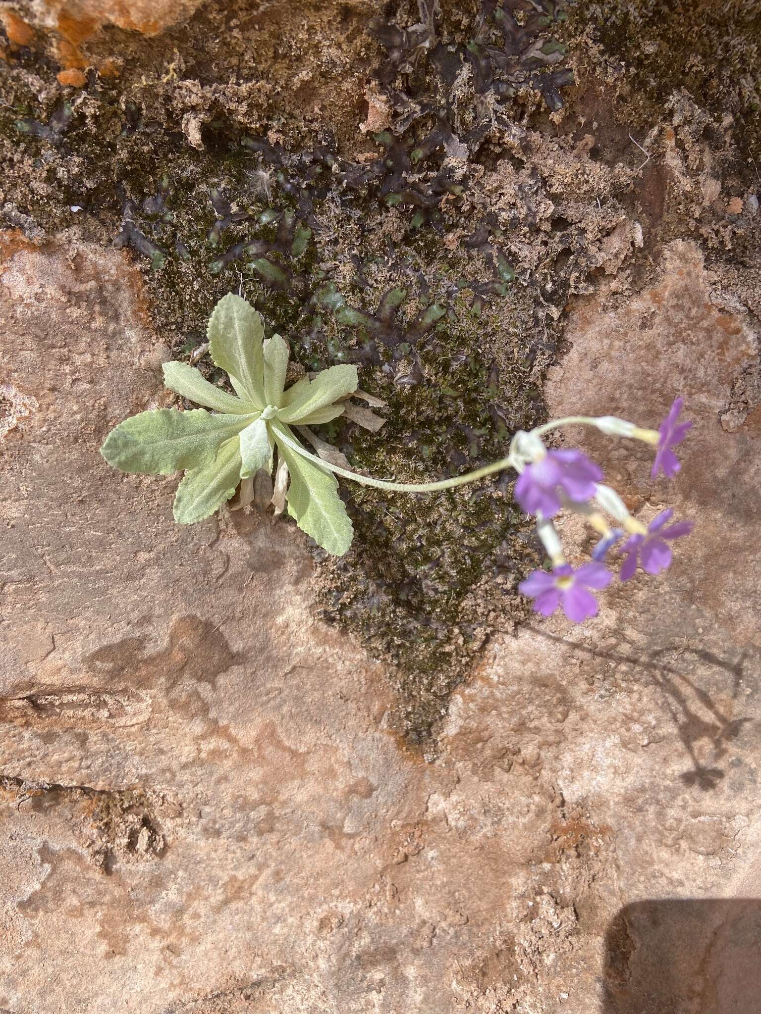 Image de Primula specuicola Rydb.