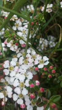 Image of Cotoneaster integrifolius (Roxb.) Klotz