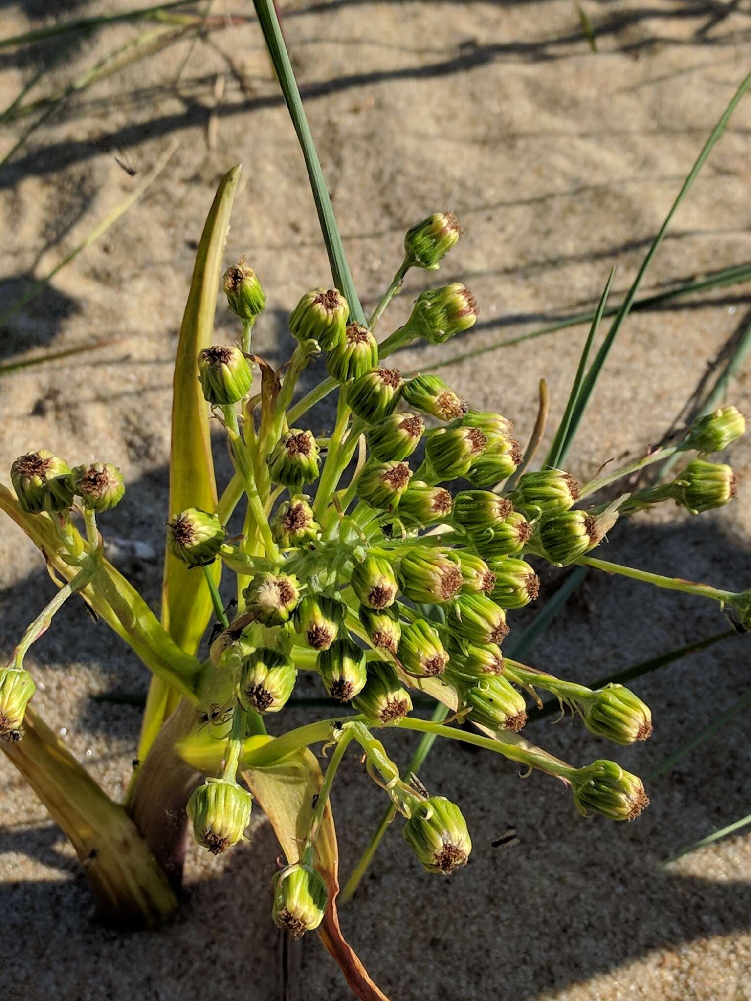 Petasites spurius (Retz.) Rchb.的圖片