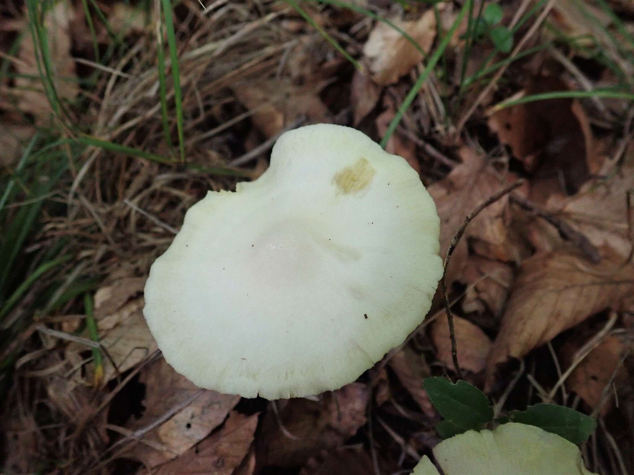 Image of Entoloma luridum Hesler 1967