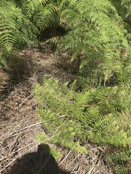 Image of southern brackenfern