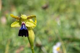 صورة Ophrys atlantica Munby