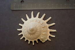 Image of sun carrier shell