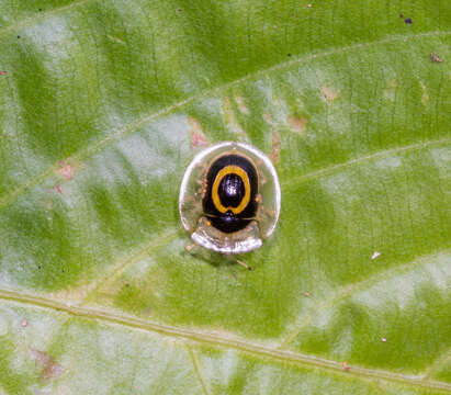 Image of Plagiometriona phoebe (Boheman 1855)