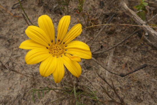 Imagem de Gazania pectinata (Thunb.) Hartweg