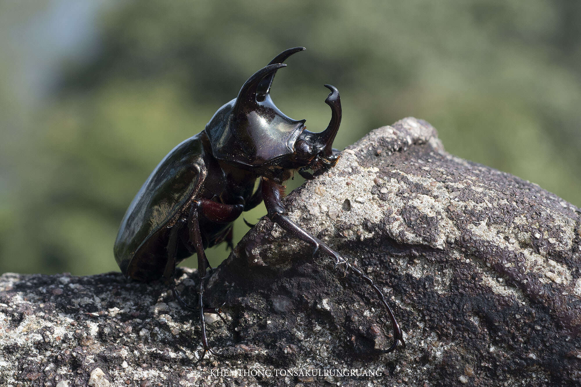 Image of Chalcosoma atlas mantetsu Nagai 2004