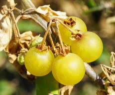 Image of Solanum nigrum subsp. nigrum