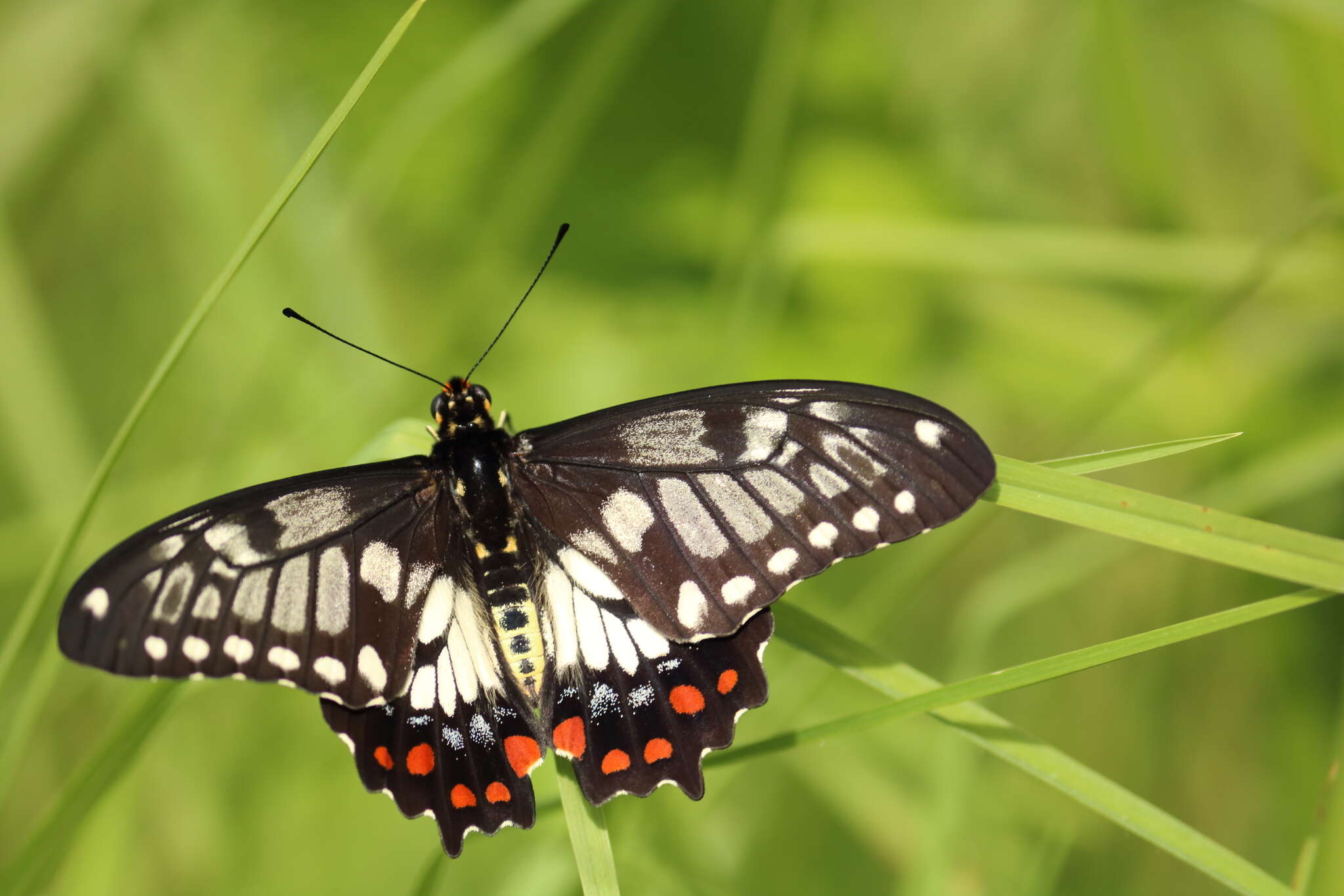 Слика од Papilio anactus Macleay 1826