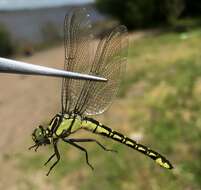 Image of Shaogomphus schmidti (Asahina 1956)