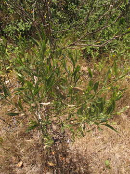 Image of Baccharis spicata (Lam.) Baill.