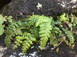 Image of Asplenium foreziense Le Grand ex Magnier